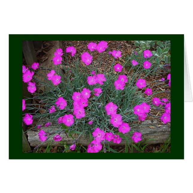 Roze Dianthus Kaart (Voorkant Horizontaal)