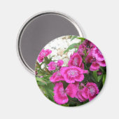 Roze Dianthus/Sweet William Magneet (Voorkant / Achterkant)