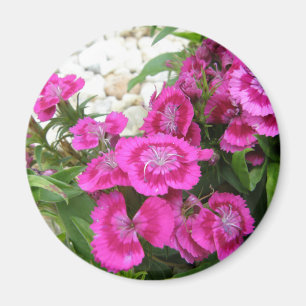 Roze Dianthus/Sweet William Magneet