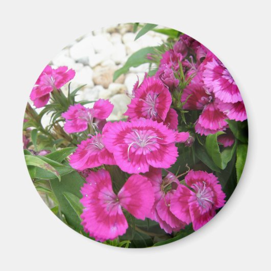 Roze Dianthus/Sweet William Magneet (Voorkant)