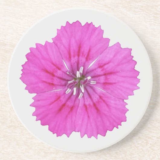 Roze Dianthus Zandsteen Onderzetter (Voorkant)
