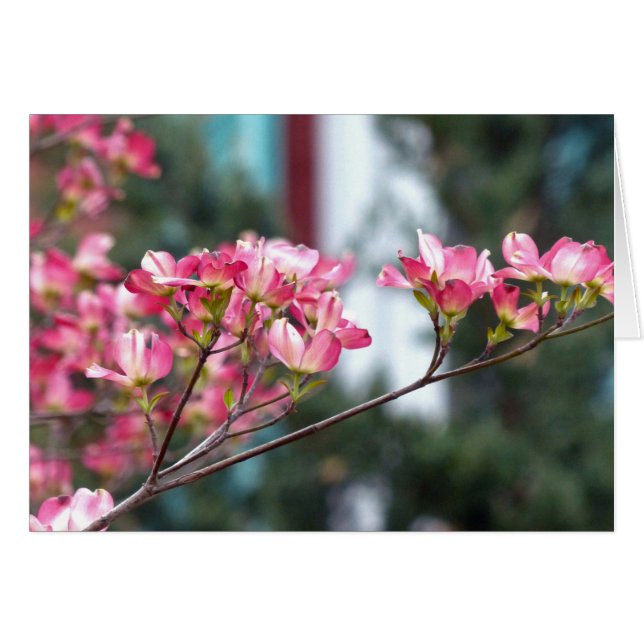 Roze Dogwood (Voorkant Horizontaal)