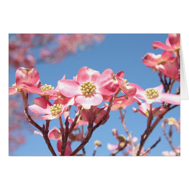 Roze Dogwood (Voorkant Horizontaal)