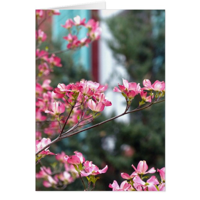 Roze Dogwood (Voorkant)