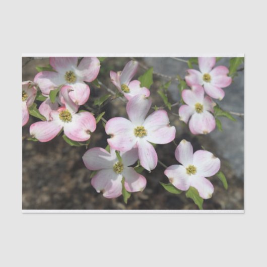Roze Dogwood 1481 Tissuepapier (Voorkant)