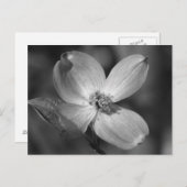 Roze Dogwood Bloom Briefkaart (Voorkant / Achterkant)