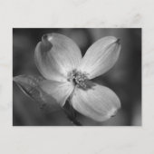Roze Dogwood Bloom Briefkaart (Voorkant)