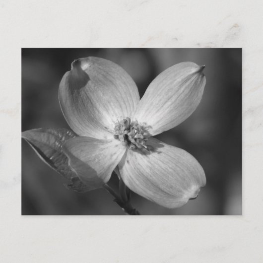Roze Dogwood Bloom Briefkaart (Voorkant)