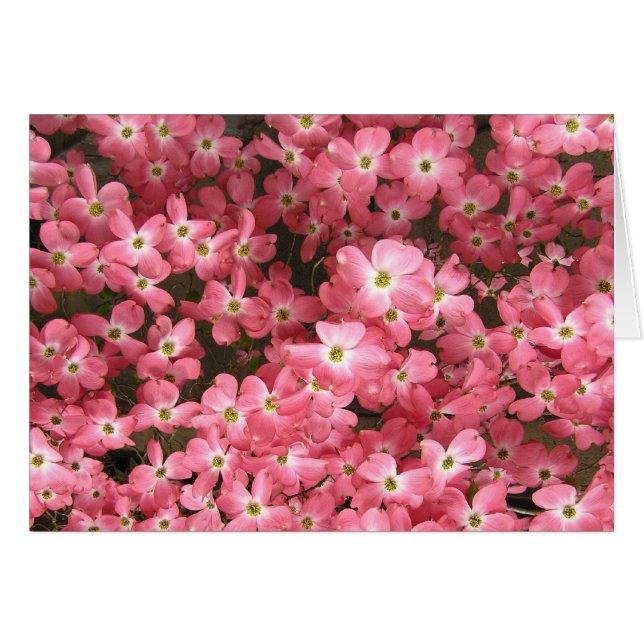 Roze Dogwood Blossom (Voorkant Horizontaal)