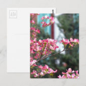 Roze Dogwood Briefkaart (Voorkant / Achterkant)