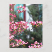 Roze Dogwood Briefkaart (Voorkant)