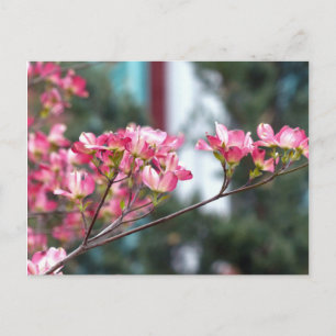 Roze Dogwood Briefkaart
