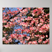 Roze Dogwood Flower Blossom Poster (Voorkant)