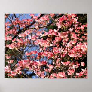 Roze Dogwood Flower Blossom Poster
