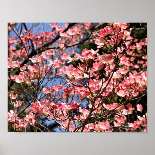 Roze Dogwood Flower Blossom Poster (Voorkant)