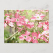 Roze Dogwood Flower Briefkaart (Voorkant)