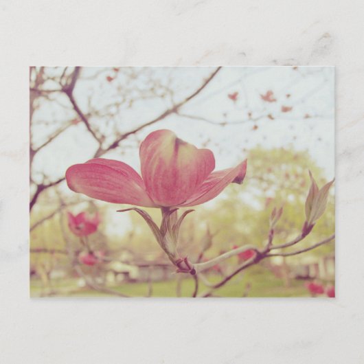 Roze Dogwood Flower Briefkaart (Voorkant)
