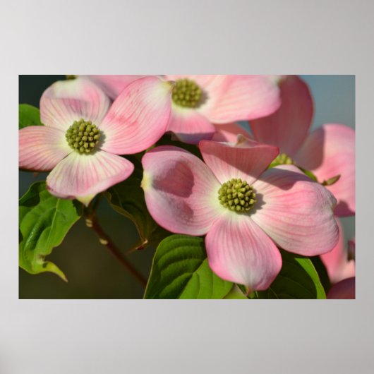Roze Dogwood Flowers Poster (Voorkant)