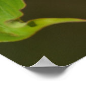 Roze Dogwood Flowers Poster (Hoek)