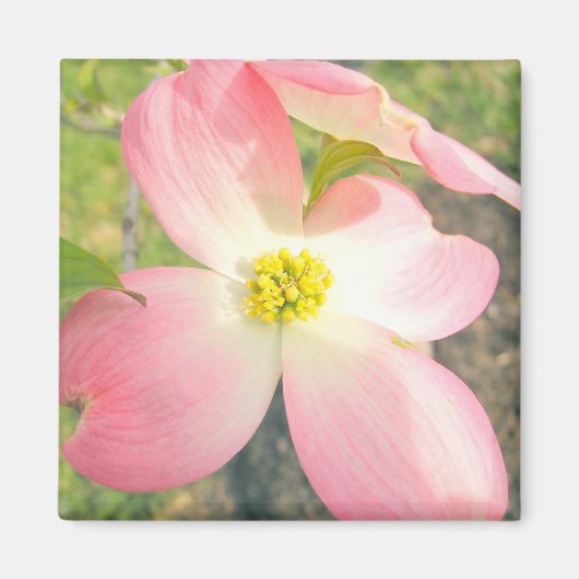 Roze Dogwood Magneet (Voorkant)