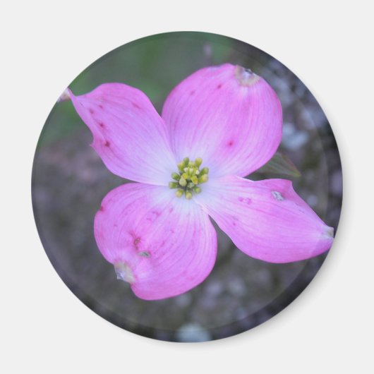 Roze Dogwood Magneet (Voorkant)