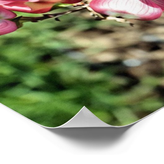Roze Dogwood Spring Flowers Poster (Hoek)