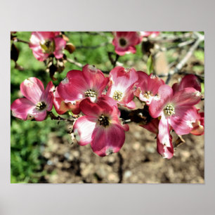 Roze Dogwood Spring Flowers Poster
