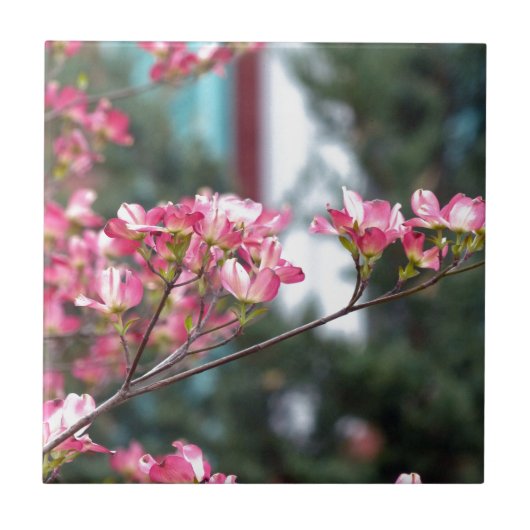 Roze Dogwood Tegeltje (Voorkant)