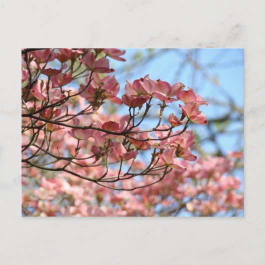 Roze Dogwood Tree Flowers Postkaart Bloeiende boom (Voorkant)