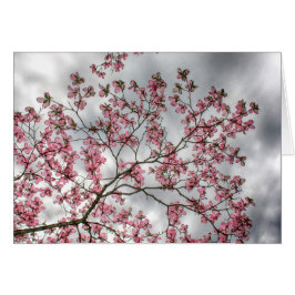 Roze Dogwood Tree in Spring