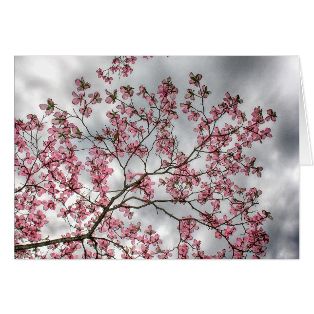 Roze Dogwood Tree in Spring (Voorkant Horizontaal)