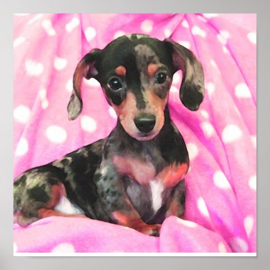roze doxie poster (Voorkant)