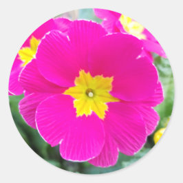 Roze driekleur viooltje in het park klassieke rond ronde sticker