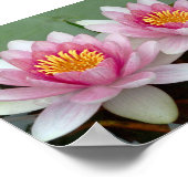 Roze Drijvende Waterlelie Lotus Poster (Hoek)