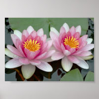 Roze Drijvende Waterlelie Lotus Poster