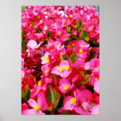 Roze druppeltjes lente, Begonia, Poster (Voorkant)