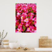 Roze druppeltjes lente, Begonia, Poster (Keuken)