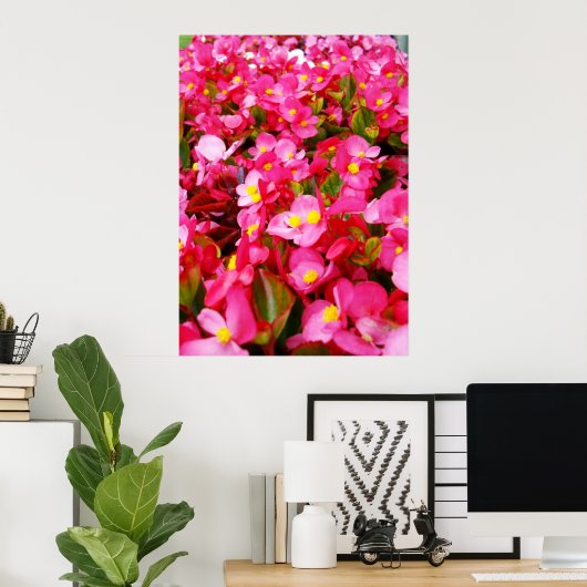 Roze druppeltjes lente, Begonia, Poster (Thuiskantoor)