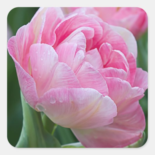 Roze Dubbele Tulpen Vierkante Sticker (Voorkant)