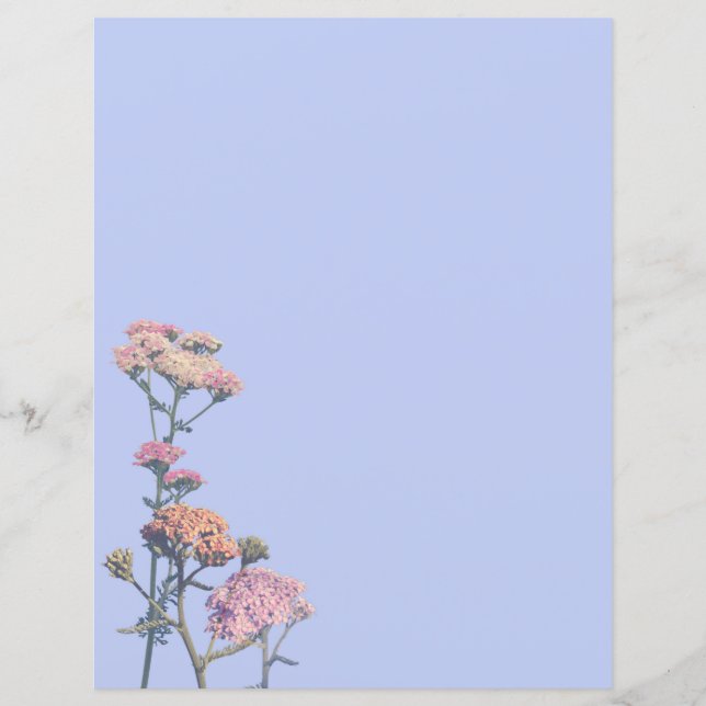 Roze duizendblad op een paarse achtergrond (Voorkant)