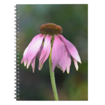Roze Echinacea Bloem Fotografie