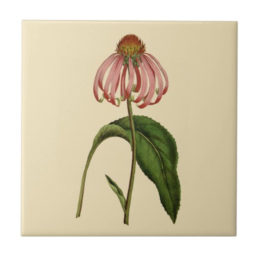 Roze Echinacea Botanische Tan Keramische Tile Tegeltje (Voorkant)