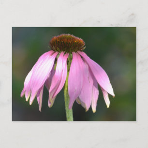 Roze Echinacea Briefkaart