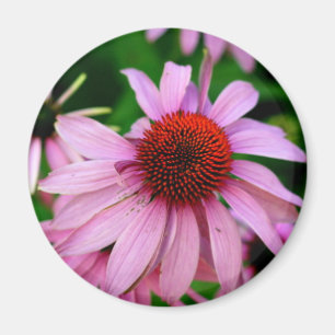roze echinacea flower magnet