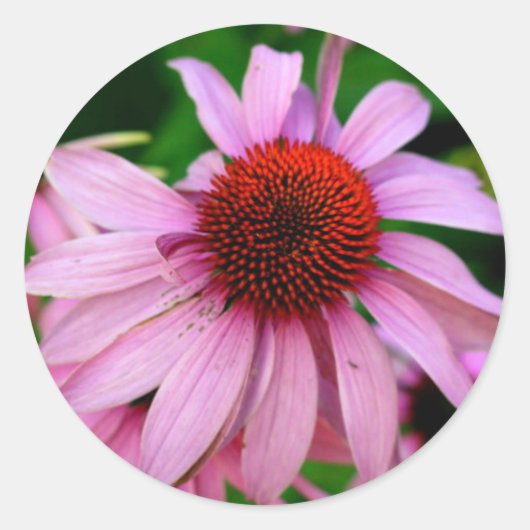 roze echinacea flower sticker (Voorkant)