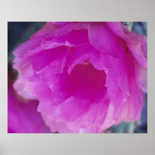 Roze egel Cactus blossom (Echinocereus) Poster