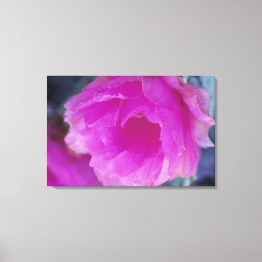 Roze egelcactus bloem (Echinocereus Canvas Afdruk (Voorkant)