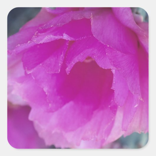 Roze egelcactus bloem (Echinocereus Vierkante Sticker (Voorkant)