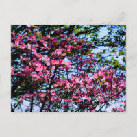 Roze elegante bloeiende Hondenboom