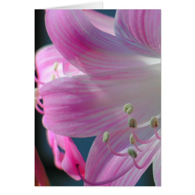 Roze Embrace-Kaart (Voorkant)